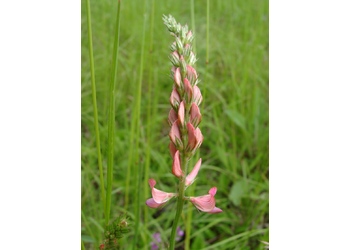 Gewöhnliche Esparsette (Onobrychis viciifolia) - © Emanuel Trummer